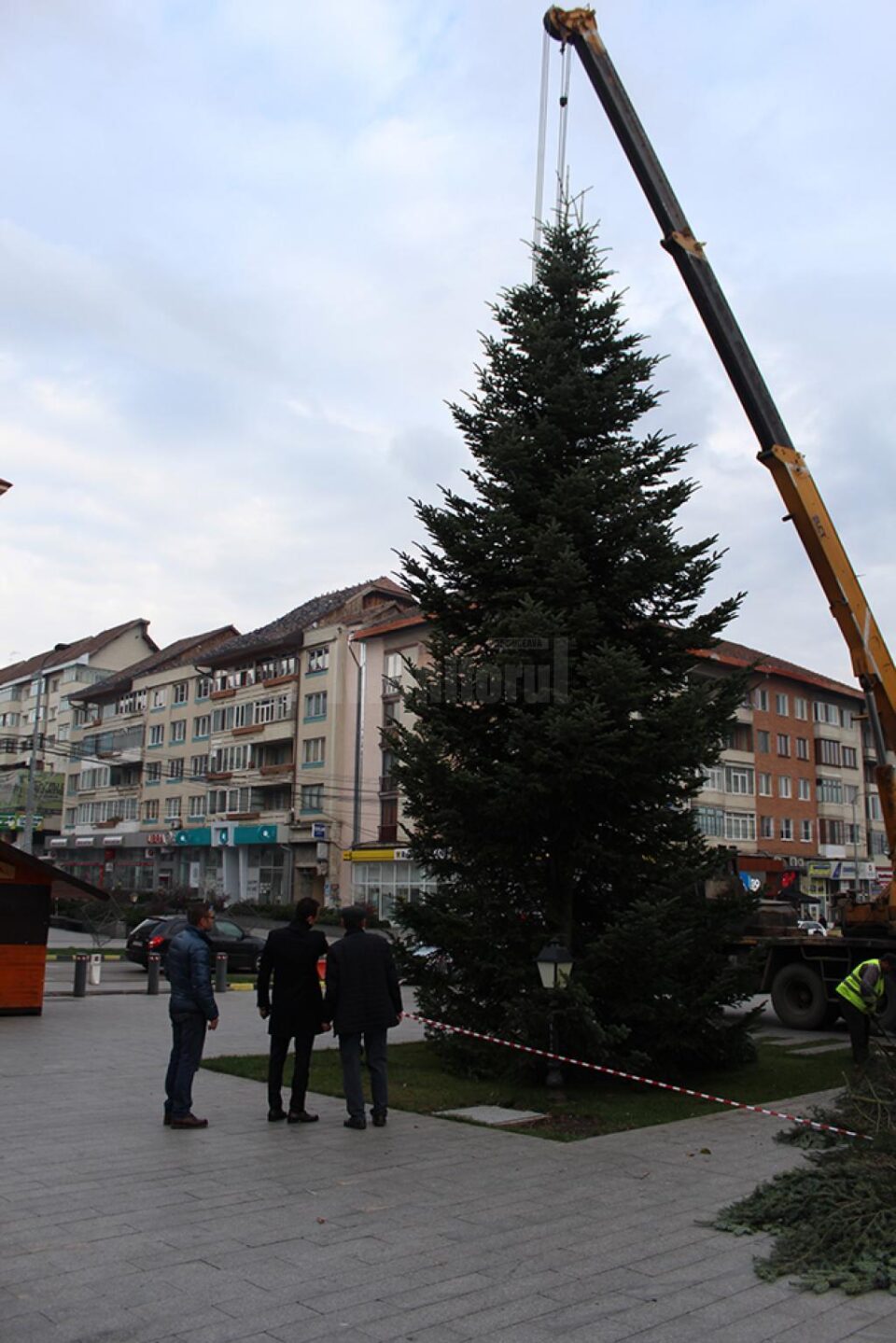 Brad de 14 metri, adus în centrul Sucevei, dar pe un nou amplasament