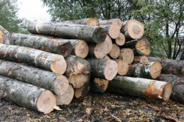 Peste 200 de metri cubi de lemn, confiscați în câteva zile de acțiune a poliției