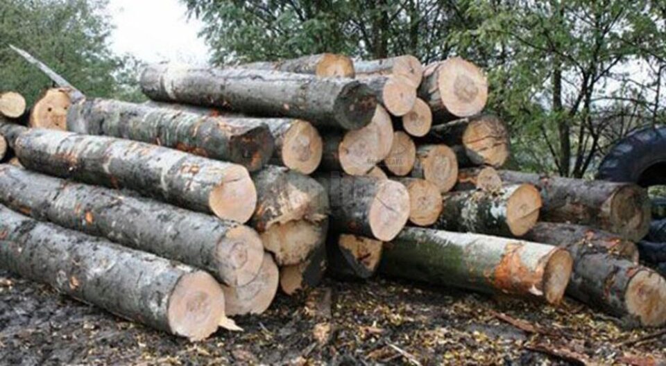 Peste 200 de metri cubi de lemn, confiscați în câteva zile de acțiune a poliției Peste 200 de metri cubi de lemn, confiscați în câteva zile de acțiune a poliției
