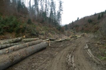 Nereguli constatate în modul de exploatare al masei lemnoase, la Sucevița