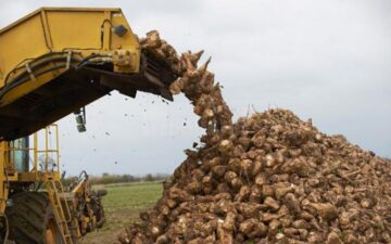 Unii producatori din judet au inregistrat productii de 60-70 de tone de sfecla la hectar