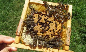Sezonul agricol s-a încheiat în acest an cu producții record în județul Suceava