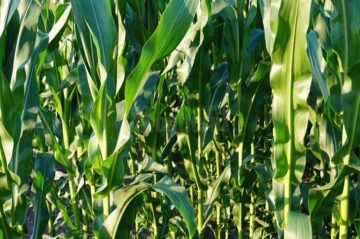 Sezonul agricol s-a încheiat în acest an cu producții record în județul Suceava