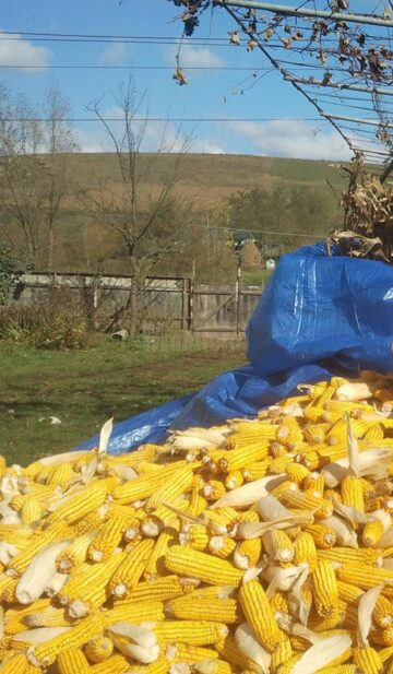 La porumb s-au înregistrat valori aproape duble față de anii din urmă