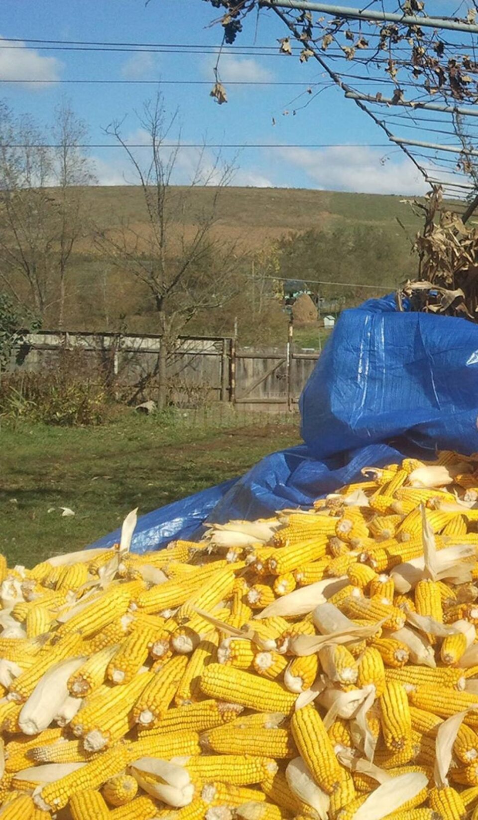 La porumb s-au înregistrat valori aproape duble față de anii din urmă