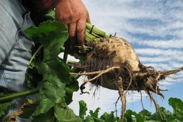 Sezonul agricol s-a încheiat în acest an cu producții record în județul Suceava