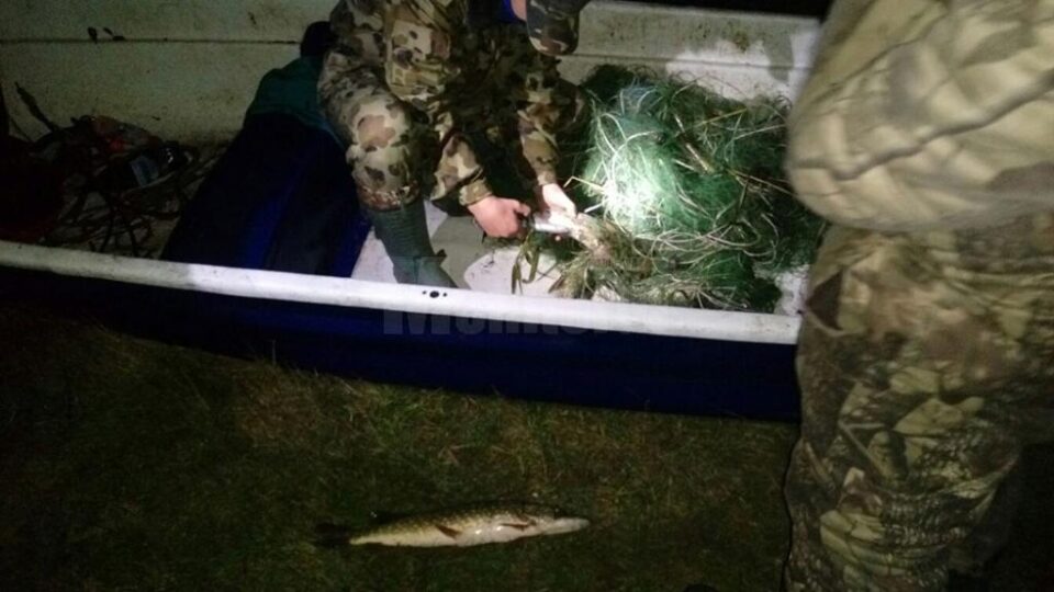 Plasele au fost distruse, iar peștii redați în mediul lor natural