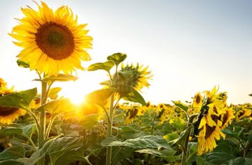 Sezonul agricol s-a încheiat în acest an cu producții record în județul Suceava