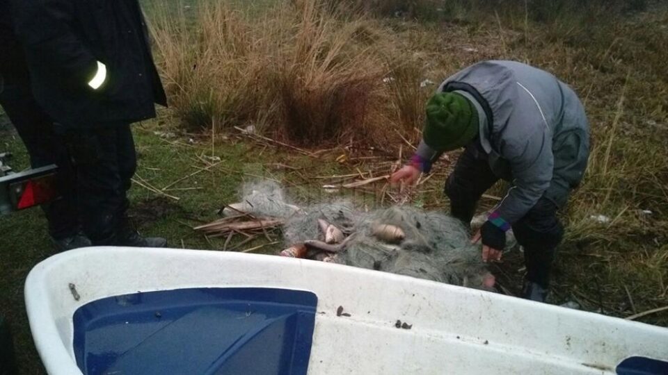 Plasele au fost distruse, iar peștii redați în mediul lor natural