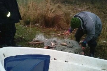 Plasele au fost distruse, iar peștii redați în mediul lor natural