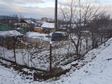 Oi sfârtecate de câini vagabonzi, chiar în curtea proprietarului, lângă Cartierul Tinereții