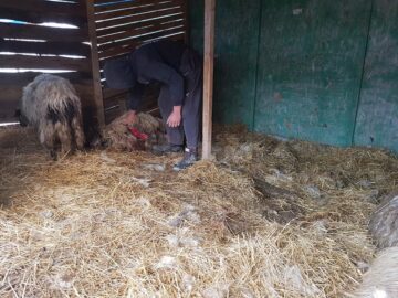 Oi sfârtecate de câini vagabonzi, chiar în curtea proprietarului, lângă Cartierul Tinereții