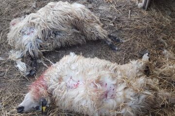 Oile sfâșiate de câini vagabonzi, chiar în curtea proprietarului