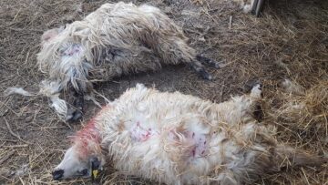 Oile sfâșiate de câini vagabonzi, chiar în curtea proprietarului