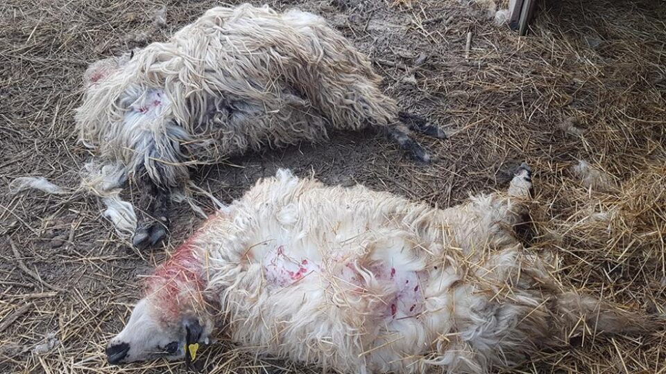 Oile sfâșiate de câini vagabonzi, chiar în curtea proprietarului