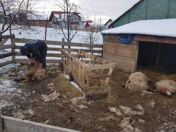 Oi sfârtecate de câini vagabonzi, chiar în curtea proprietarului, lângă Cartierul Tinereții