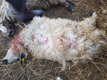 Oi sfârtecate de câini vagabonzi, chiar în curtea proprietarului, lângă Cartierul Tinereții