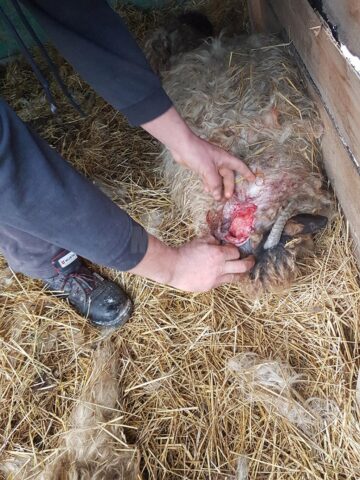 Oi sfârtecate de câini vagabonzi, chiar în curtea proprietarului, lângă Cartierul Tinereții