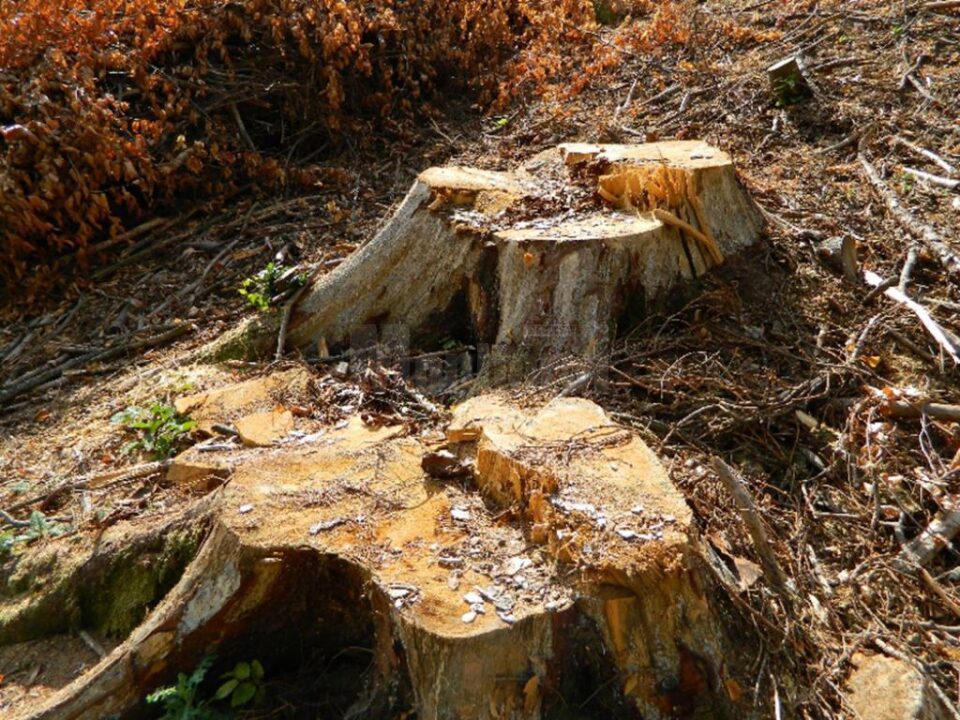 Bărbat prins de polițiști după ce a tăiat mai mulți arbori nemarcați Bărbat prins de polițiști după ce a tăiat mai mulți arbori nemarcați