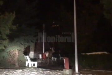 Cerbul din parcul de lângă primărie