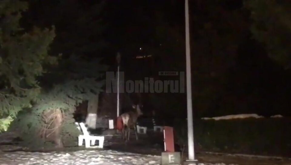Cerbul din parcul de lângă primărie