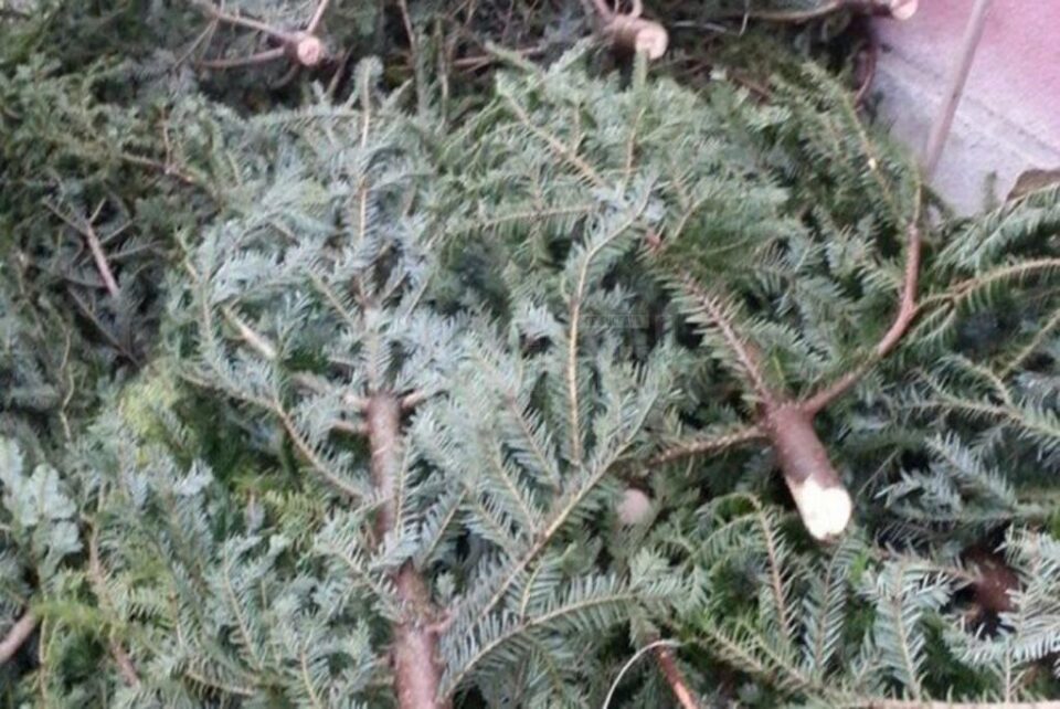 Polițiștii au făcut prima captură de brazi de Crăciun fără acte Polițiștii au făcut prima captură de brazi de Crăciun fără acte