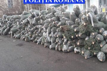 Polițiștii au inventariat 381 de brazi fără acte legale, în urma controlului