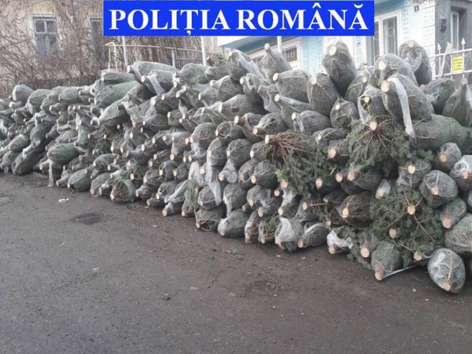 Polițiștii au inventariat 381 de brazi fără acte legale, în urma controlului Polițiștii au inventariat 381 de brazi fără acte legale, în urma controlului