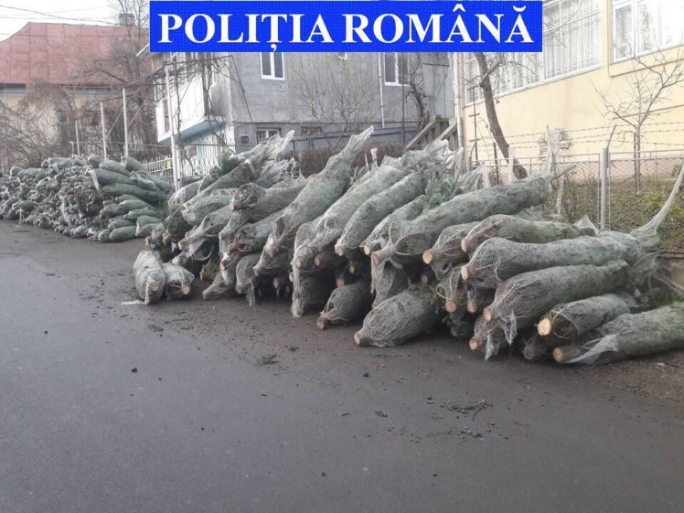 Brazi de Crăciun confiscați de polițiști