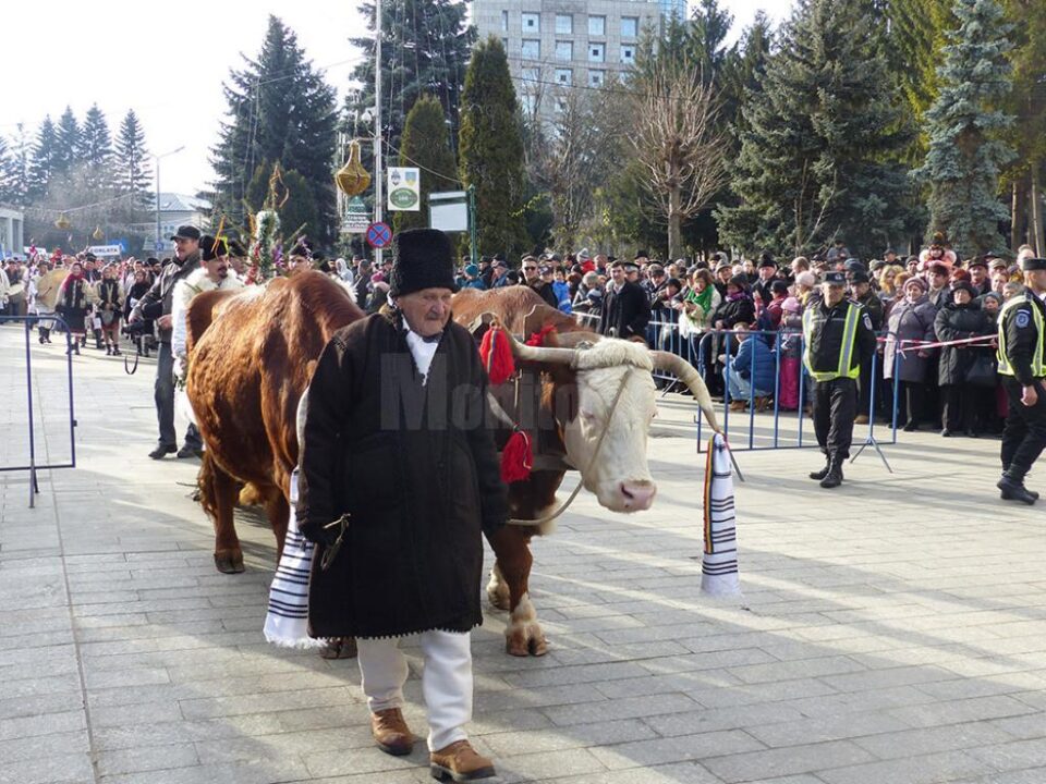 Parada a fost deschisă de un bătrân din Gura Humorului care a venit cu un plug tras de doi boi