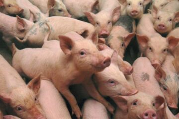 Pesta porcină africană (PPA) a reapărut în România. Foto: onlinereport.ro