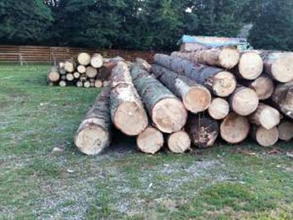 În cadrul acțiunii au fost verificate 49 de obiective, exploatări forestiere, instalații de debitat și ocoale silvice În cadrul acțiunii au fost verificate 49 de obiective, exploatări forestiere, instalații de debitat și ocoale silvice