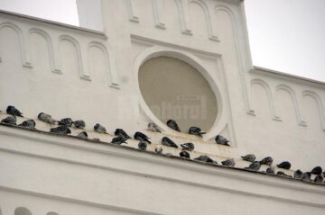 Urmele lăsate de porumbei