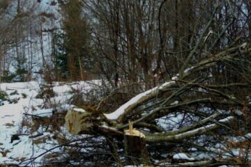 Tânăr aflat în stare gravă în spital, după ce un arbore a căzut peste el