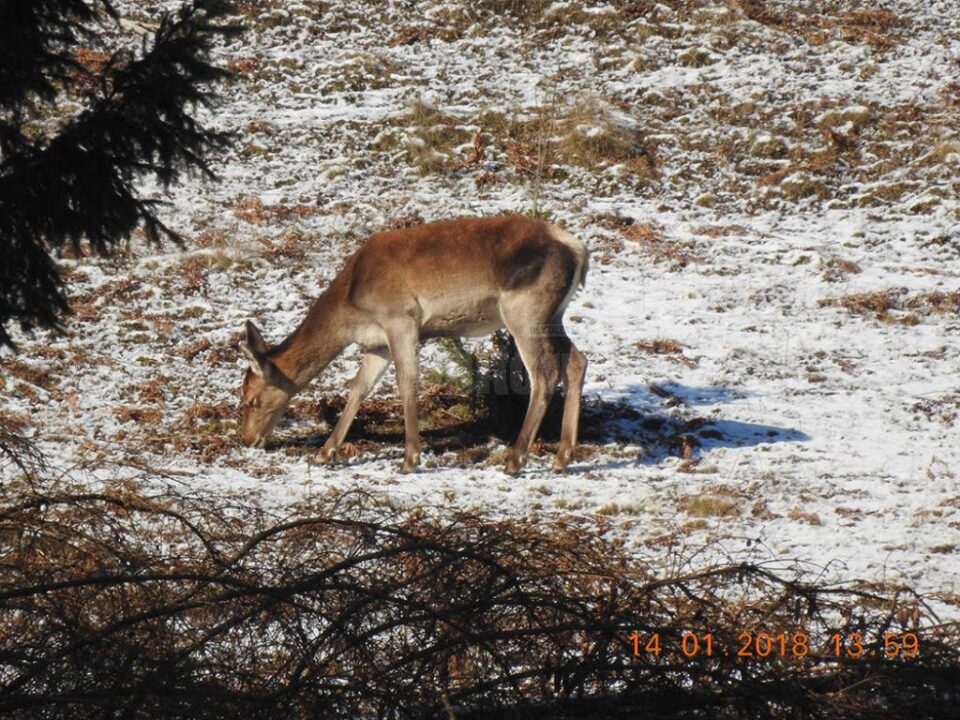 Cei doi soți au fost prinși de polițiști după ce au braconat două căprioare