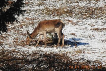Cei doi soți au fost prinși de polițiști după ce au braconat două căprioare