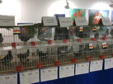 Expoziție columbofilă la Rădăuți