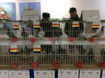 Expoziție columbofilă la Rădăuți