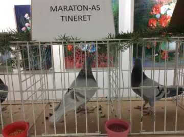 Expoziție de porumbei voiajori și de ornament, la Rădăuți