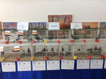 Expoziție columbofilă la Rădăuți