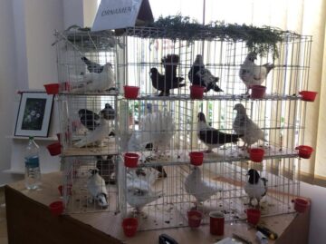 Expoziție de porumbei voiajori și de ornament, la Rădăuți