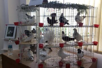 Expoziție de porumbei voiajori și de ornament, la Rădăuți