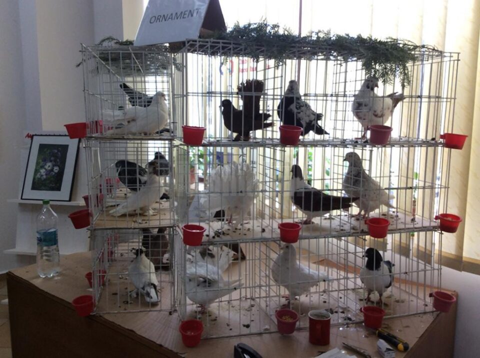 Expoziție de porumbei voiajori și de ornament, la Rădăuți