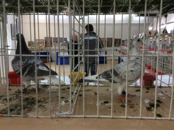 Expoziție columbofilă la Rădăuți