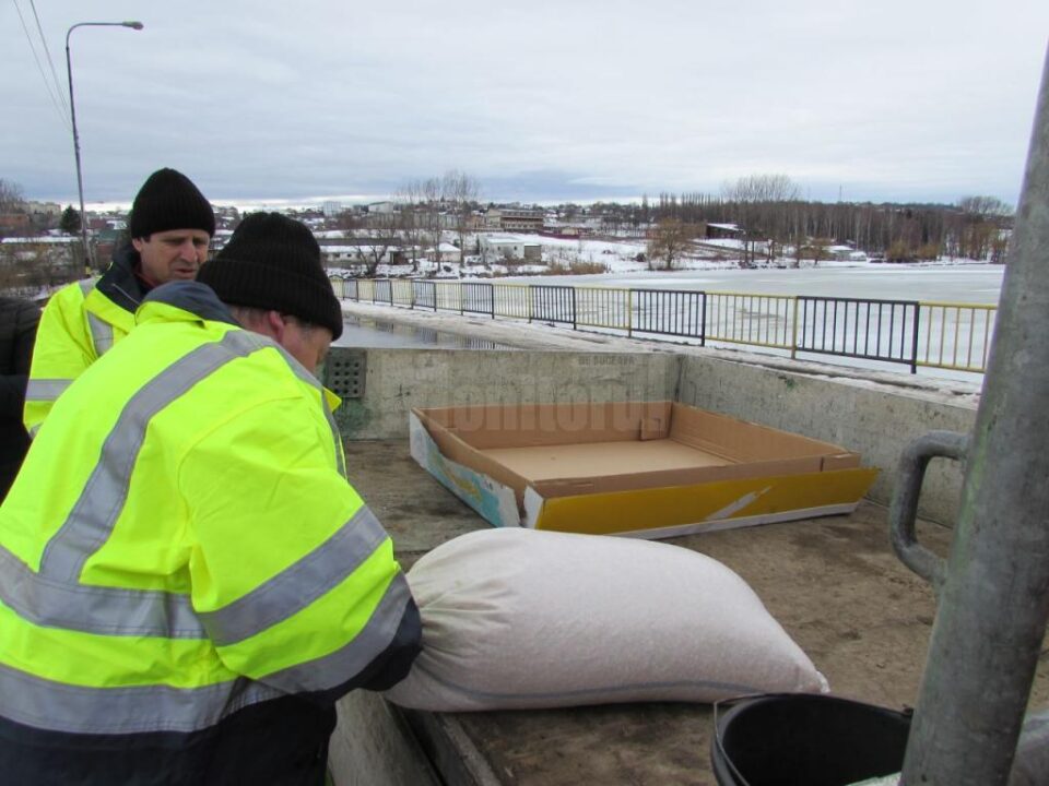 Primăria Fălticeni hrănește lebedele care iernează pe iazurile din municipiu