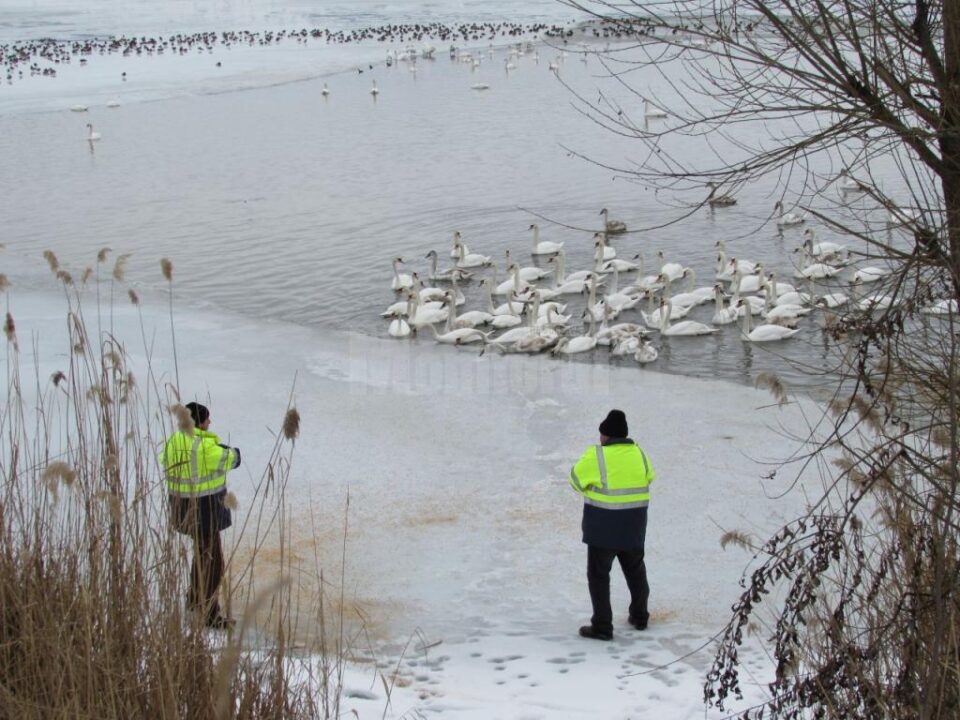 Primăria Fălticeni hrănește lebedele care iernează pe iazurile din municipiu