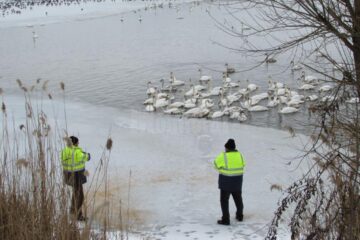 Primăria Fălticeni hrănește lebedele care iernează pe iazurile din municipiu