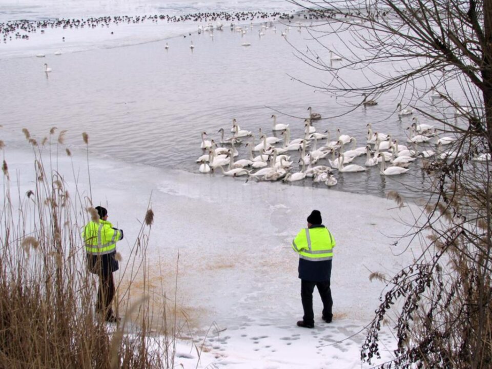 Primăria Fălticeni asigură hrana lebedelor care iernează pe iazurile din municipiu