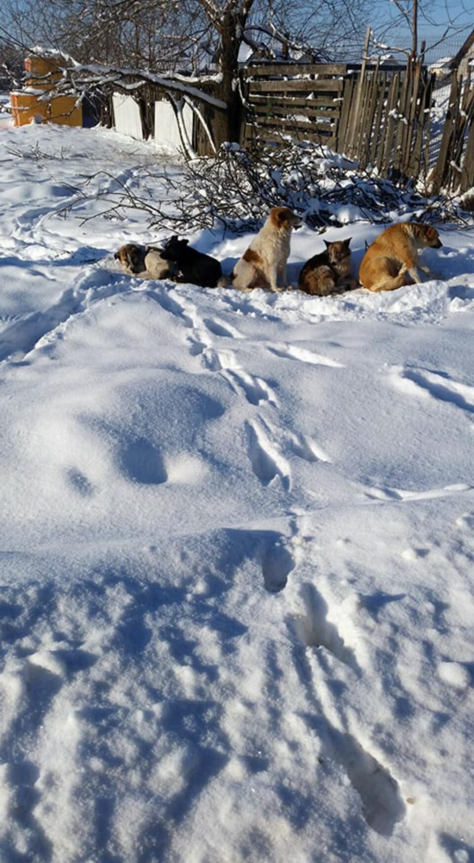 Câini fără stăpân, abandonați în Moara
