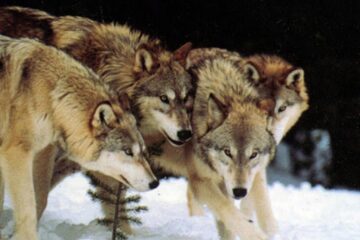 Efectivul populației de lup din județ este de trei ori mai mare decât efectivul optim calculat